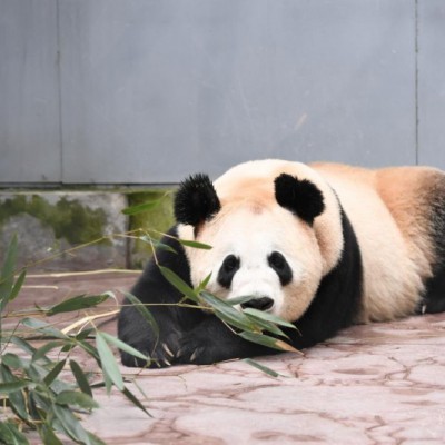 十年守护“绅威” 再迎“博斯” 博斯绅威书写企业公益新答卷